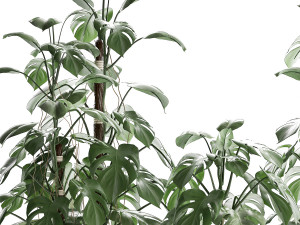 collection exotic plants monstera 3D Модель