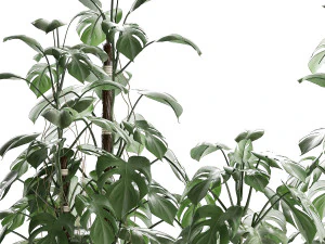collection exotic plants monstera 3D Model