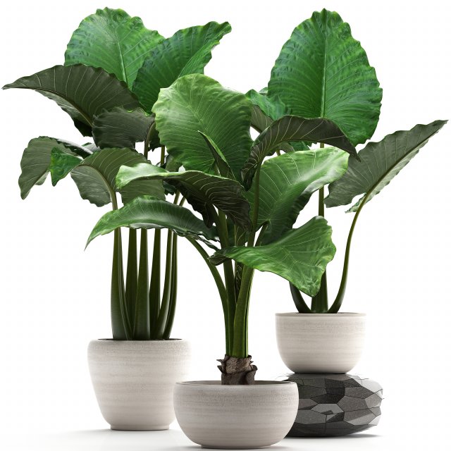 collection exotic plants alocasia Model 3D .c4d .max .obj .3ds .fbx .stl .blend 