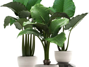 cole&ccedil;&atilde;o de plantas ex&oacute;ticas alocasia Modelo 3D
