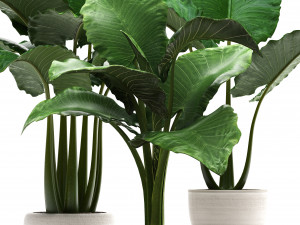 collection exotic plants alocasia Model 3D