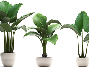 collection exotic plants alocasia Model 3D