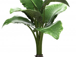 collection exotic plants alocasia Model 3D