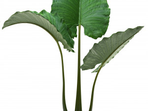 collection exotic plants alocasia Model 3D