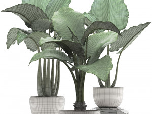collection exotic plants alocasia Model 3D
