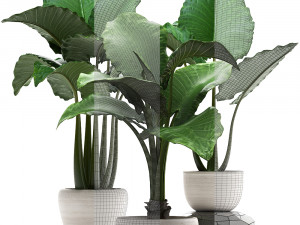 collection exotic plants alocasia Model 3D