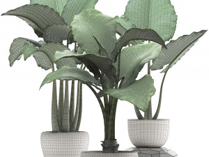 collection exotic plants alocasia Model 3D