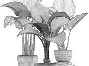 collection exotic plants alocasia Model 3D