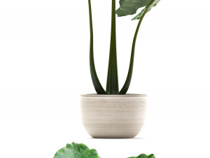 collection exotic plants alocasia Model 3D