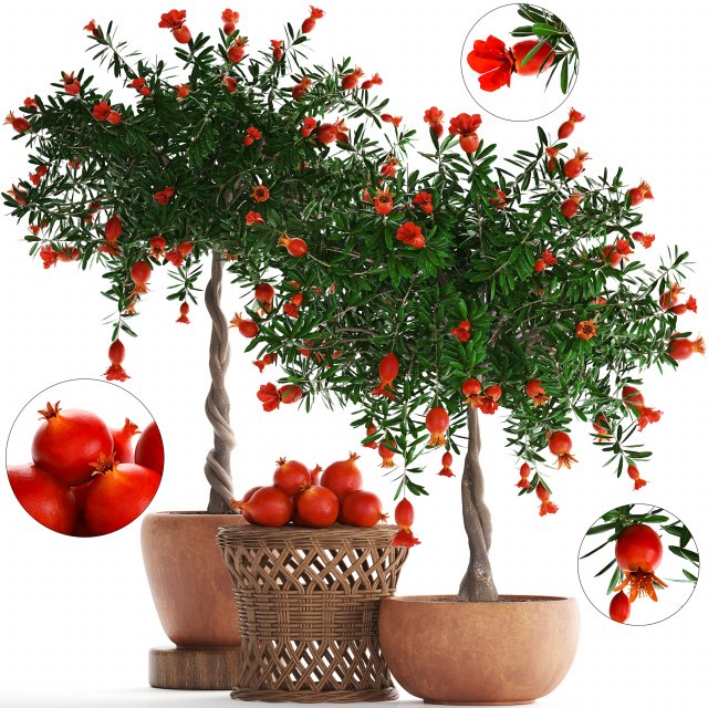 collection pomegranate tree with fruit Modelo 3D .c4d .max .obj .3ds .fbx .stl .blend 