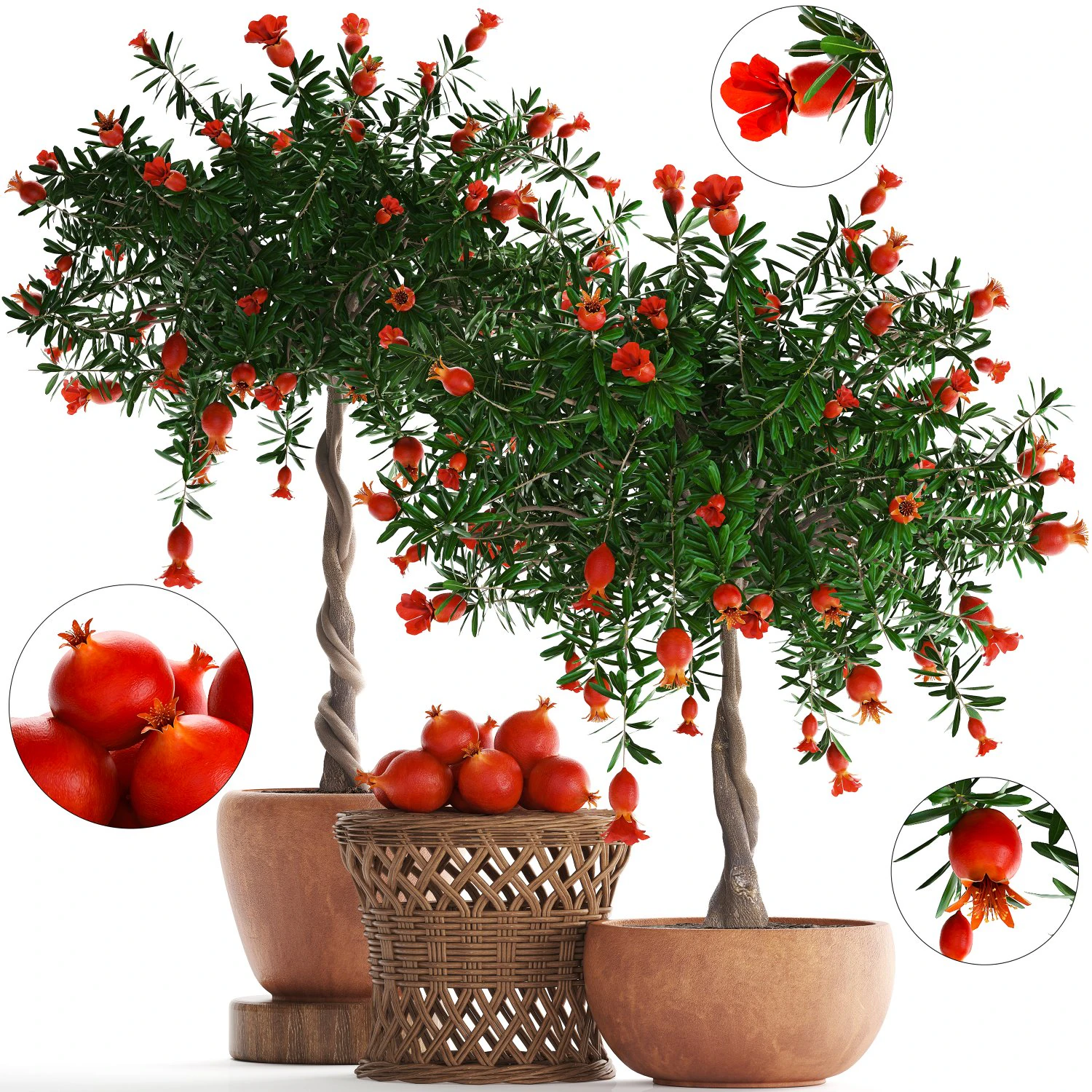 collection pomegranate tree with fruit 3D Model .c4d .max .obj .3ds .fbx .stl .blend