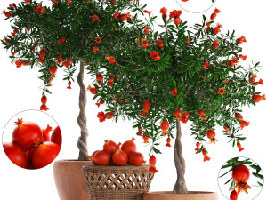 collection pomegranate tree with fruit 3D Model