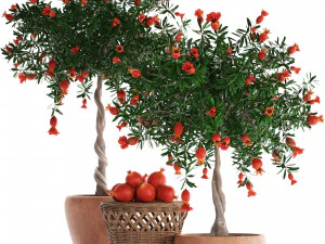 collection pomegranate tree with fruit 3D Model