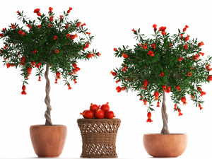 collection pomegranate tree with fruit Modelo 3D