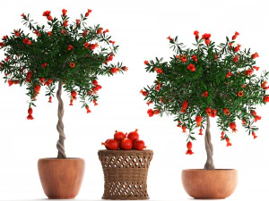 collection pomegranate tree with fruit 3D Model