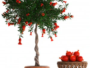 collection pomegranate tree with fruit 3D Model