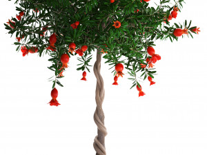 collection pomegranate tree with fruit Modelo 3D