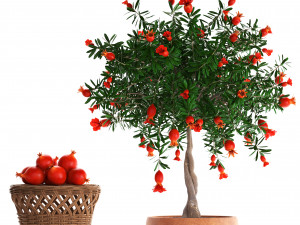 collection pomegranate tree with fruit Modelo 3D