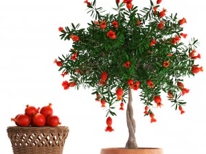 collection pomegranate tree with fruit 3D Model