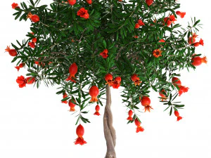 collection pomegranate tree with fruit 3D Model