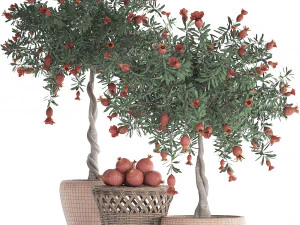 collection pomegranate tree with fruit 3D Model