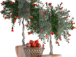 collection pomegranate tree with fruit 3D Model