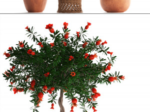 collection pomegranate tree with fruit Modelo 3D