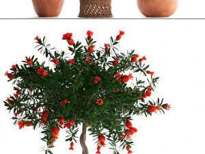 collection pomegranate tree with fruit 3D Model