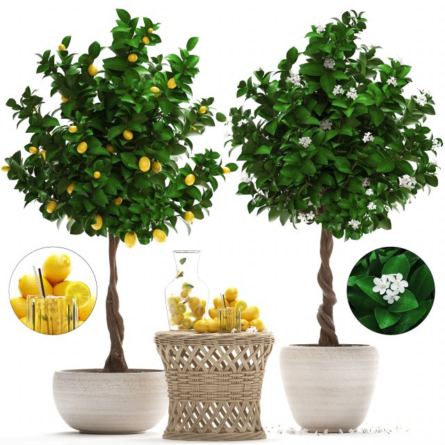 lemon tree with fruit Modèle 3D .c4d .max .obj .3ds .fbx .stl .blend 