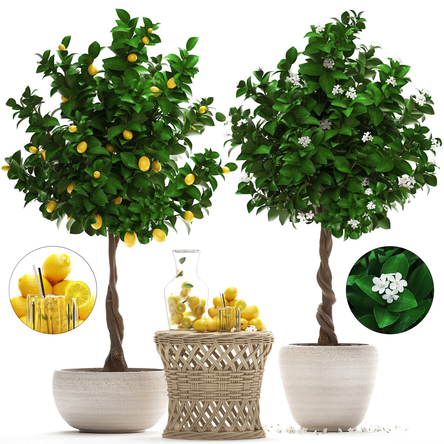 lemon tree with fruit 3D Model .c4d .max .obj .3ds .fbx .stl .blend 