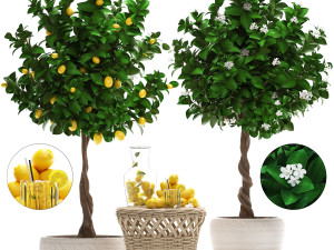 lemon tree with fruit 3D Model