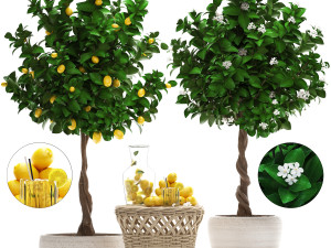 lemon tree with fruit 3Dモデル
