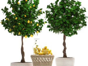 lemon tree with fruit 3D Model