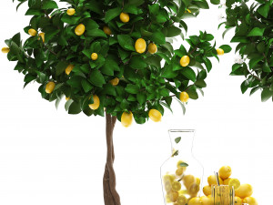 lemon tree with fruit Modèle 3D