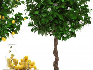 lemon tree with fruit Modèle 3D