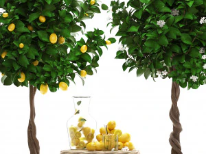 lemon tree with fruit 3D Model
