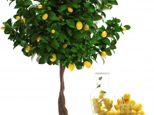 lemon tree with fruit Modèle 3D