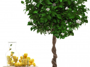 lemon tree with fruit Modèle 3D
