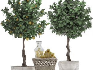 lemon tree with fruit Modèle 3D