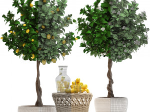 lemon tree with fruit Modèle 3D