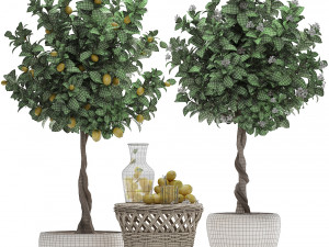 lemon tree with fruit Modèle 3D