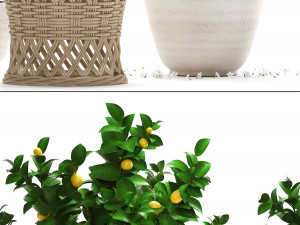 lemon tree with fruit Modèle 3D