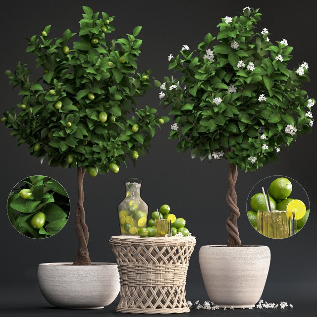 lemon tree with fruit Modèle 3D .c4d .max .obj .3ds .fbx .stl .blend 