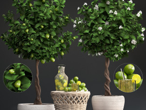 lemon tree with fruit 3D Model