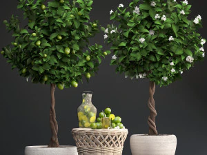 lemon tree with fruit 3D Model