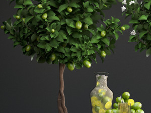lemon tree with fruit Modèle 3D