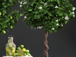 lemon tree with fruit Modèle 3D