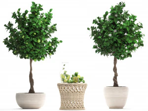 lemon tree with fruit 3D Model
