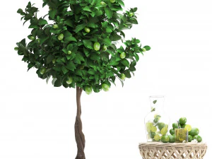 lemon tree with fruit 3D Model