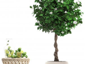 lemon tree with fruit 3D Model